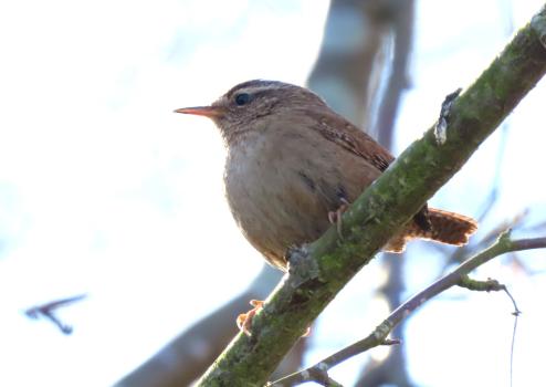 For a little bird with a cocked tail, the Wren has a loud call, but also a rich melodious song. 