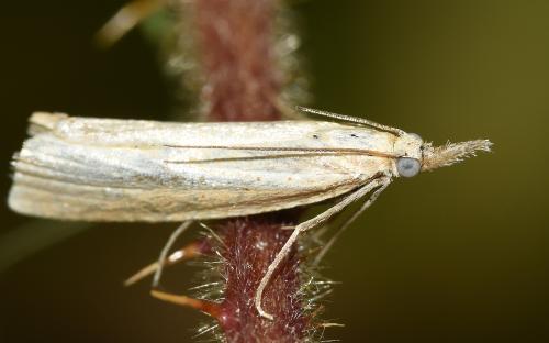 Agriphila straminella, Heene Cemetery, August 2025. 
