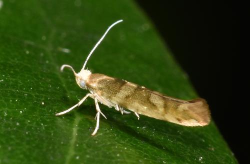 The small Golden Argent moth typically has a golden-brassy colour.