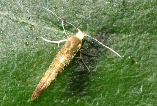 The Golden Argent moth flies at night and on sunny afternoons from June to August. Its larvae mine the catkins of Silver Birch.
