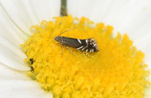 Cocksfoot Moth is an avid pollinator and can be seen feeding on Oxeye Daisies.