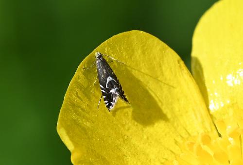 The Cocksfoot Moth is a tiny daytime moth, no longer than 4 mm in length, often found in abundance between May and July.