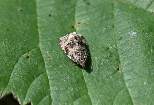 The Common Marble moth flies in the evening but can be disturbed during the day.