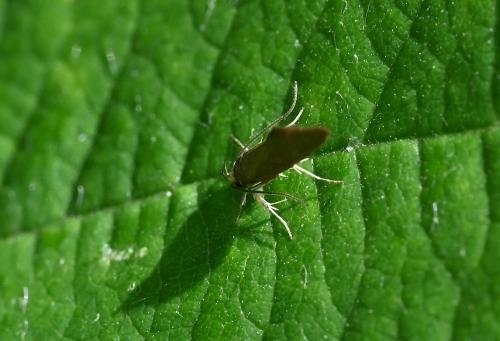 Brown Bark Moth (with a wingspan of 12-16 millimetres) is locally common in southern England. They are golden-brown with a contrasting orange head.