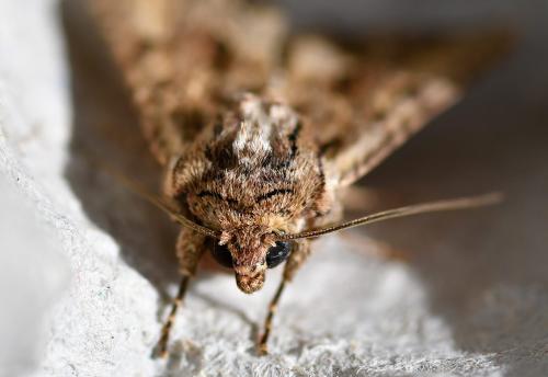 The Dark Arches moth has a mottled, zig-zag patterning.
