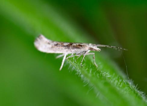 This small grey and brown moth, with a wingspan of 13-15mm, has a distinctive diamond-like pattern running along its back.