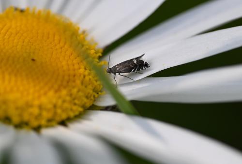 This is a tiny daytime moth, no longer than 4 mm in length, often found in abundance between May and July.