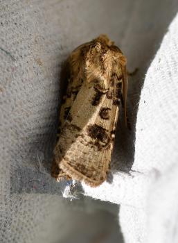 The Heart and Club moth has a wingspan of 35 to 40mm.