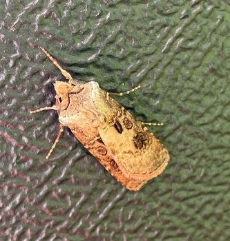 This Hart and Club moth was caught in a trap in the cemetery (then released) on June 16th 2022.