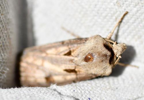 The Heart and Dart moth has distinctive markings which give it its common name. It has a length of between 35 and 44 millimetres. It is often considered to be the most common moth in Europe.