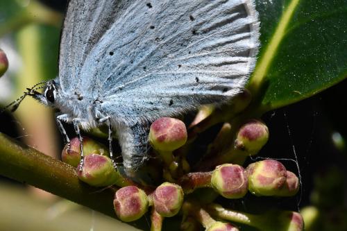 The Holly Blue is on the wing from April until September, although preferring to feed in tree canopies on aphid honeydew.