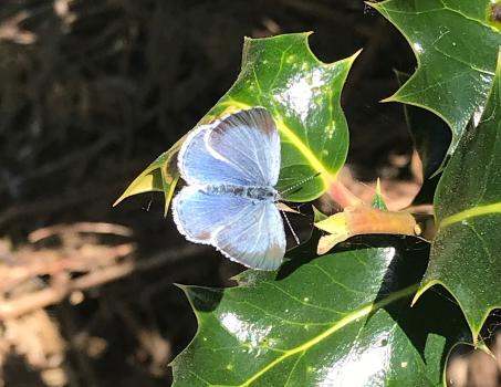 The Holly Blue butterfly has two broods a year, and is on the wing from April until September.
