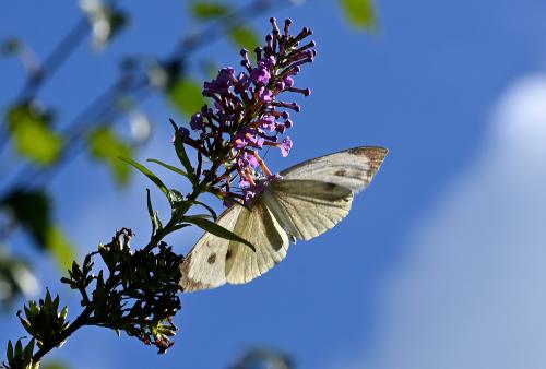 The brilliant white wings of the Large White have black tips to the forewings, extending down the wing edge.