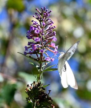 Female Large White, late September 2024.