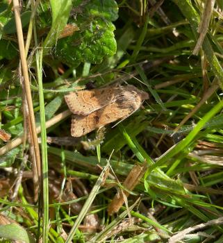 The pale hindwings of the Lunar Underwing are marked with a darkish moon-like crescent, hence the moth's English name.