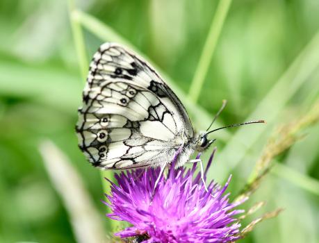 These butterflies are in the air from mid-June to mid-August, an essential ingredient of a summer walk on the South Downs.