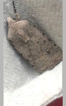 The Pale Mottled Willow moth has a length of between 26 and 35 millimetres.