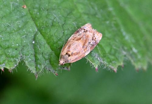 The Red-barred Tortrix has a wingspan of between 12 and 18 millimetres. Larvae pupate in June.