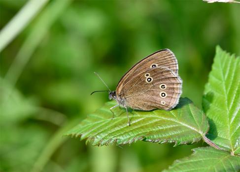 Ringlet  butterflies relish the mixture of shady, moist, and sunny positions, preferring least to fly in hot, dry locations.