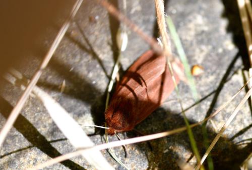 The Ruby Tiger moth has a wingspan of between 35 and 45 millimetres.