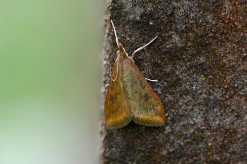The Rusty Dot Pearl is a migrant species, often arriving in substantial influxes (along with other migrants).