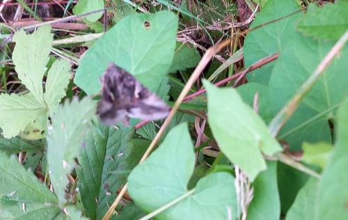 There is a distinctive Y-shaped mark on the forewing of this otherwise grey and silver moth.