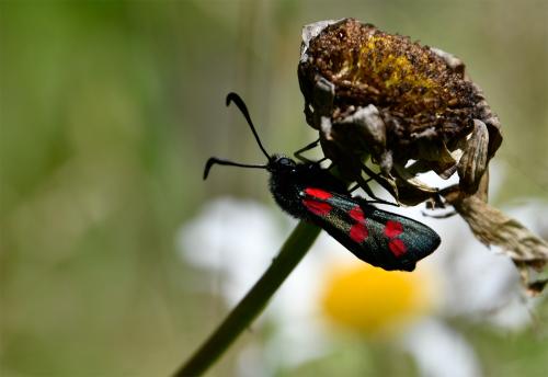 The Six-spot Burnet Moth flies from late June until August and overwinters as a larva.