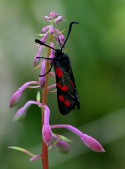 This individual was photographed on a Rosebay Willowherb in July 2024.