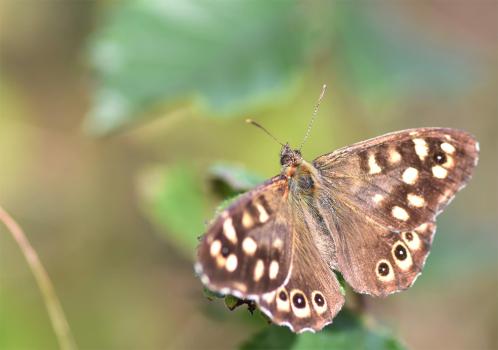 The Speckled Wood is the most frequently seen butterfly in the cemetery.