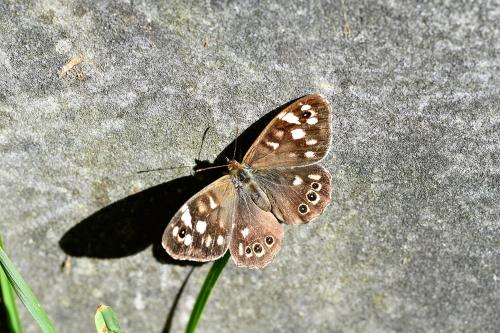 It is tolerant of shade and has adapted well to the recent climate changes in the UK.