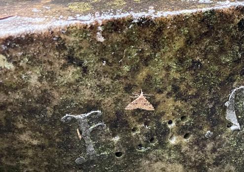 The Twenty-plume moth flies all year round.