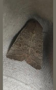 Vine's Rustic moths have wingspans of between 32 and 34 millimetres.