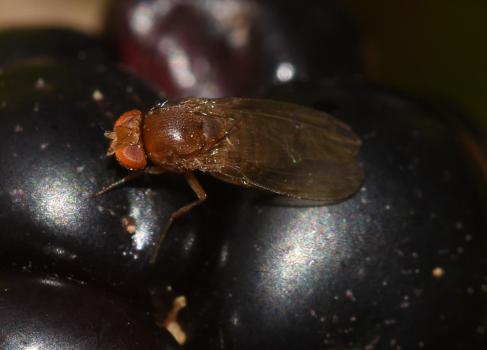 Female Spotted-wing Drosophila, Heene Cemetery, October 2025.