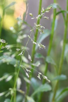 This low-growing native grass flowers throughout the year and has a pyramidal panicle.