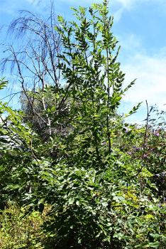 Ash trees can be large trees with expansive crowns, but many in Britain suffer from disease.