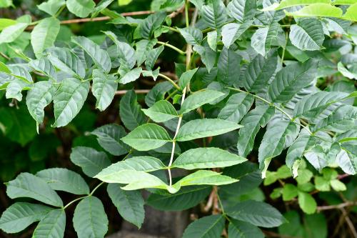 The leaves of Ash have between 3 and 6 pairs of light green leaflets.