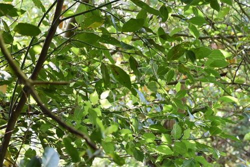 The Bay is a type of laurel.  Some are deciduous.