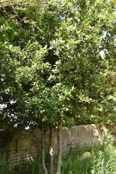 Bays are tough plants, with leathery leaves, many being aromatic evergreens.