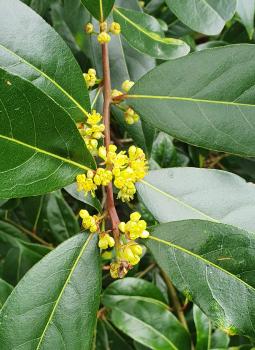 Bays are members of the laurel family. Small yellow flowers appear in May. On female plants, black berries appear later.