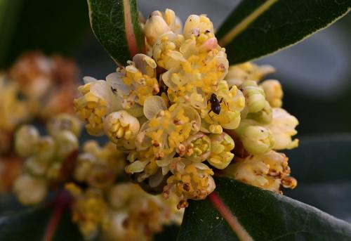 The quantity of pollen produced by a Bay tree in Spring is surprising.