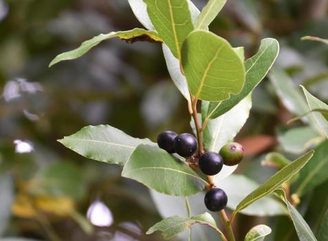 The black berries of a female Bay tree. These berries are small fruits, usually about 1 cm long. They contain a single seed.