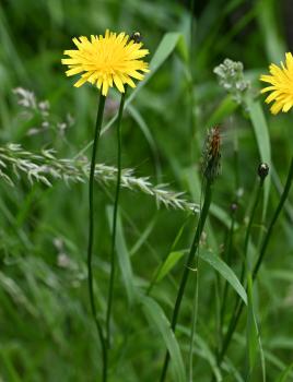 This native species, like all Hawk's-beards has the outer row of sepal-like bracts short and spreading.