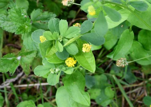 Black Medic isn't a medicinal plant, as its name might indicate, but a native of Iran, whose name in ancient times was Media.