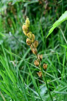 The dried seed pods that form on Bluebells are brown by July.