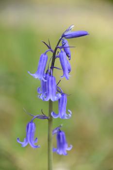 Commonly referred to as the 'Spanish Bluebell', this invasive hybrid is becoming increasingly common, and flowers from April.
