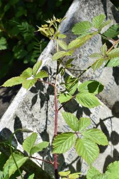 Brambles were planted on graves to stop the dead from walking.