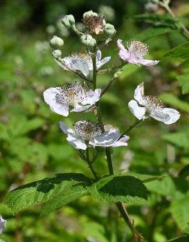 Brambles, full of promise, flowering in early June.