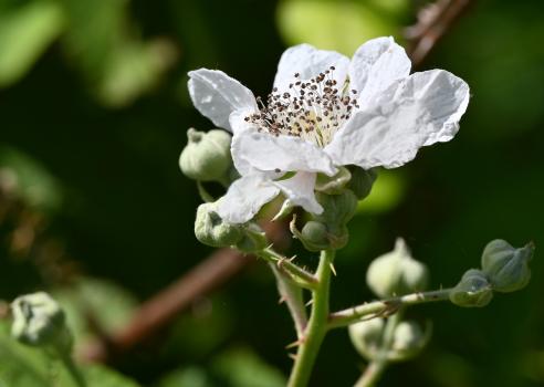 It's a plant that provides an abundance of pollen and nectar to pollinating insects. Its leaves are eaten by caterpillars, and its ripe berries are eaten by small birds and mammals, the seeds being dispersed in the process.
