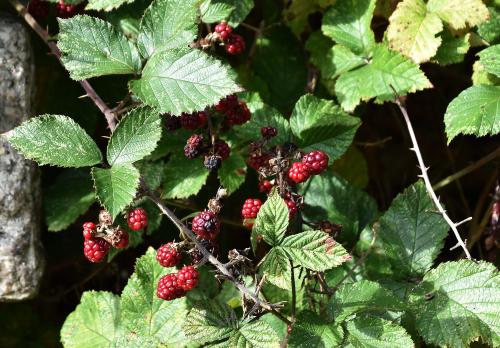 Blackberries are rich in vitamin C, and also make a navy-blue dye.