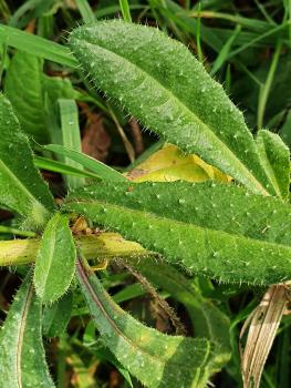 This native species is covered with rough bristles, and the leaves with white pimples.